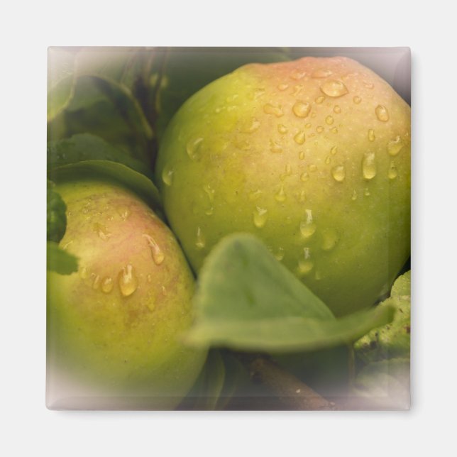 Aimant Fresh Green Apples with Misty Border (Devant)