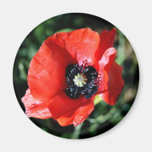 Aimant frigidaire de Poppy