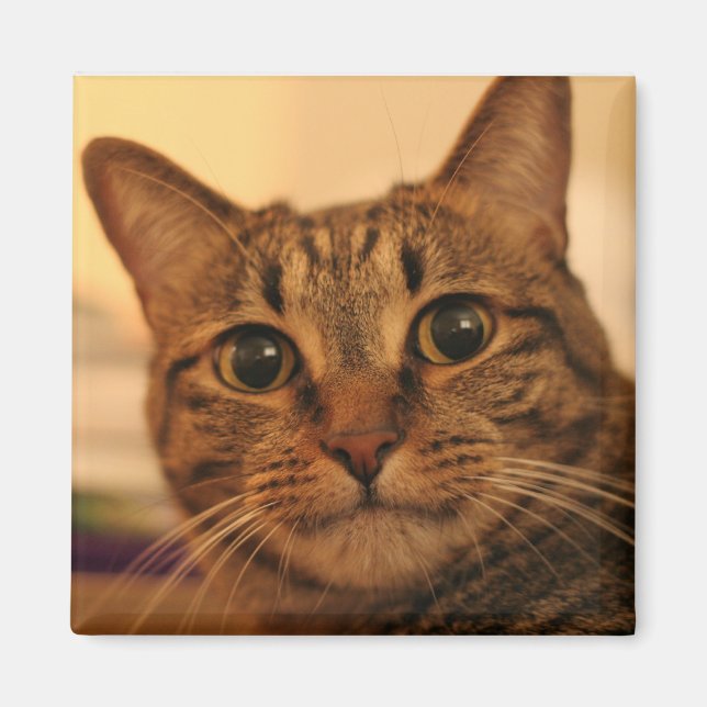 Aimant frigo chat tabby mignon (Devant)