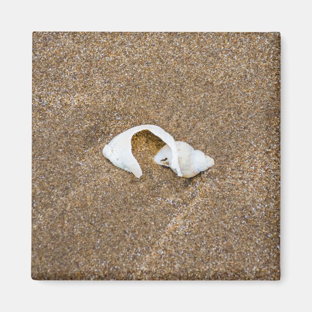 Aimant frigo coquillage cassé (Devant)