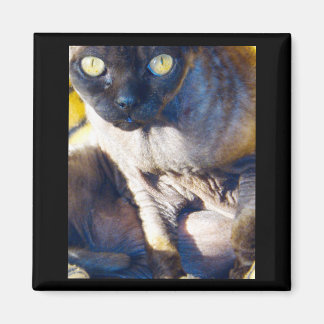 aimant frigo Devon Rex