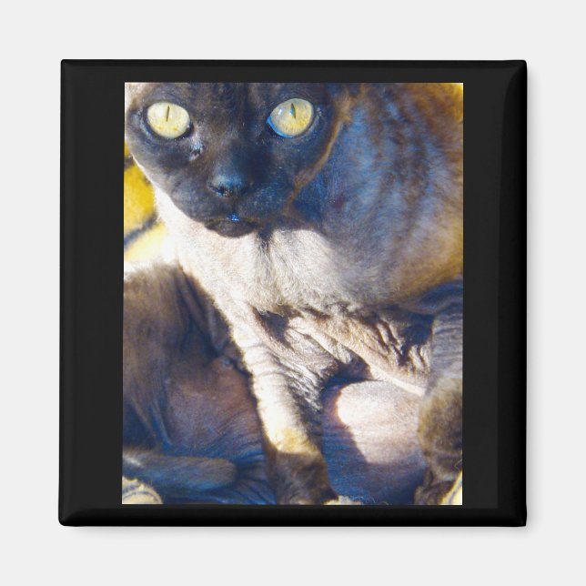 aimant frigo Devon Rex (Devant)