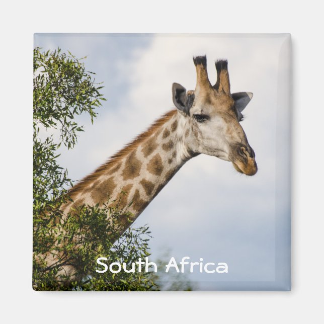 Aimant frigo Giraffe - Afrique du Sud (Devant)