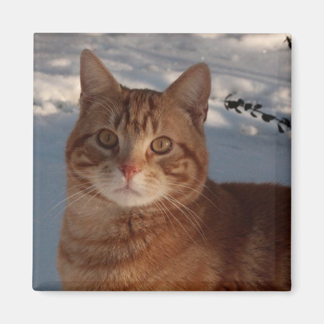 Aimant Frigo Kitty (Devant)