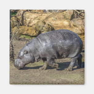 Aimant frigo Pygmy Hippo