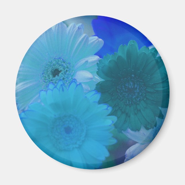 Aimant frigorifique bleu Gerbera Daisy (Devant)