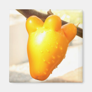 Aimant Fruit visqueux renard (Solanum mammosum)