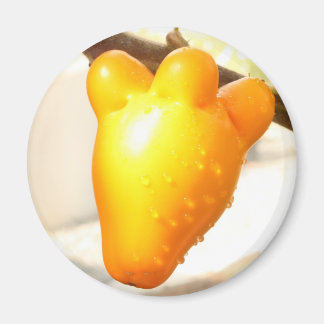 Aimant Fruit visqueux renard (Solanum mammosum)