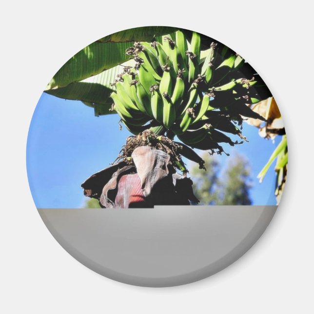 Aimant Fruits de bananes (Devant)