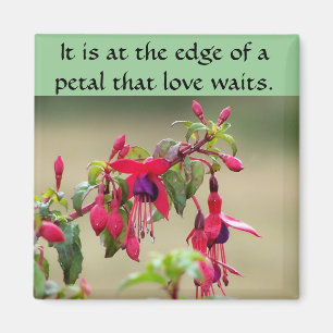 Aimant Fuchsias sauvages