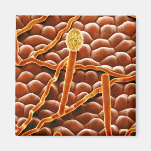 Aimant Fungus de poudrière sur Poinsettia