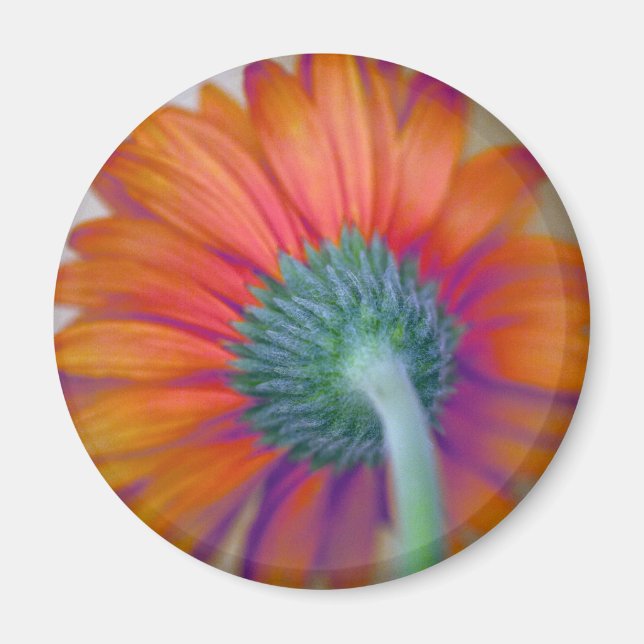 Aimant Funky Gerbera (Devant)