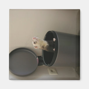 Aimant Furet dans une poubelle