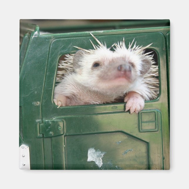 Aimant G.I. Hedgehog (Devant)
