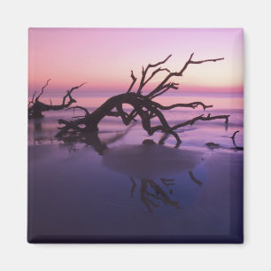 Aimant GA Jekyll Island, un cimetière arboré sur la pla