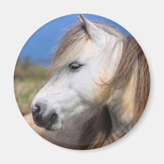 Aimant Gallois Pony