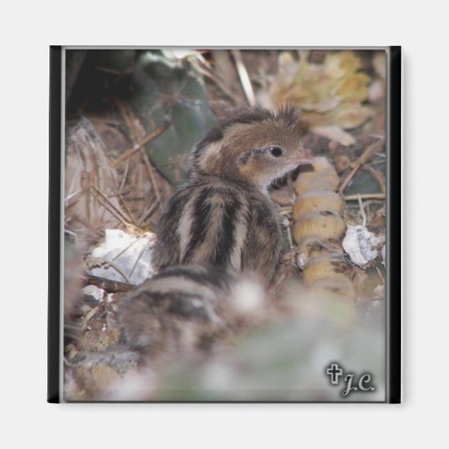 Aimant Gambel’s Quail bébé (Devant)