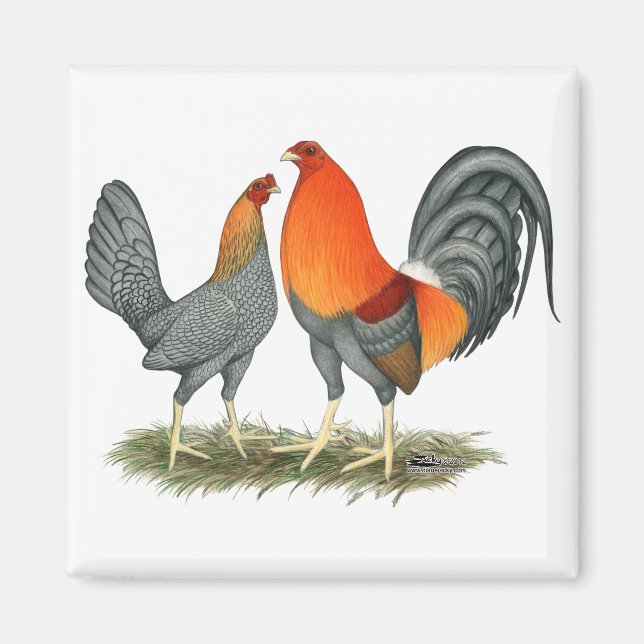 Aimant Gamefowl rouge bleu (Devant)