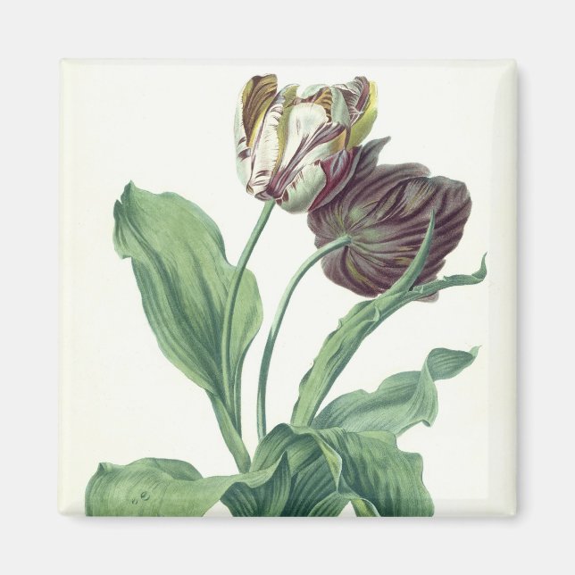 Aimant Garden Tulip, from 'Opera Botanica', engravée par  (Devant)