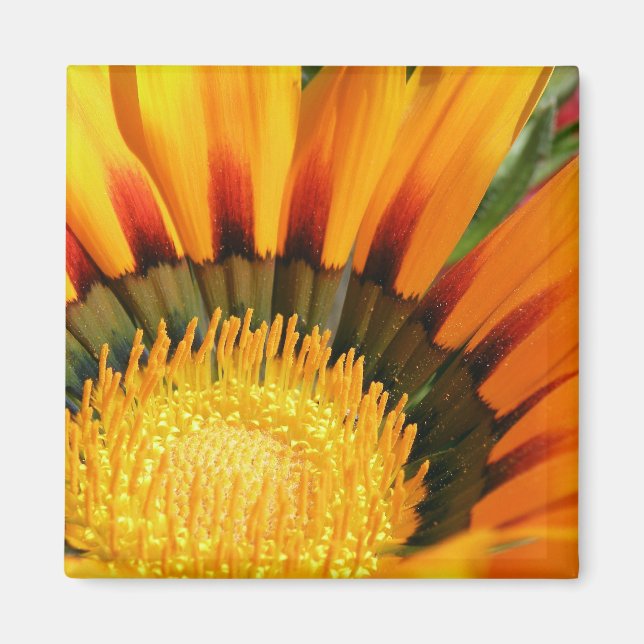 Aimant Gazania (Devant)