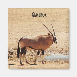 Aimant Gazella Kgalagadi Afrique d'oryx