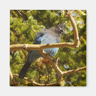 Aimant Geai de Steller au parc national de Rocky Mountain