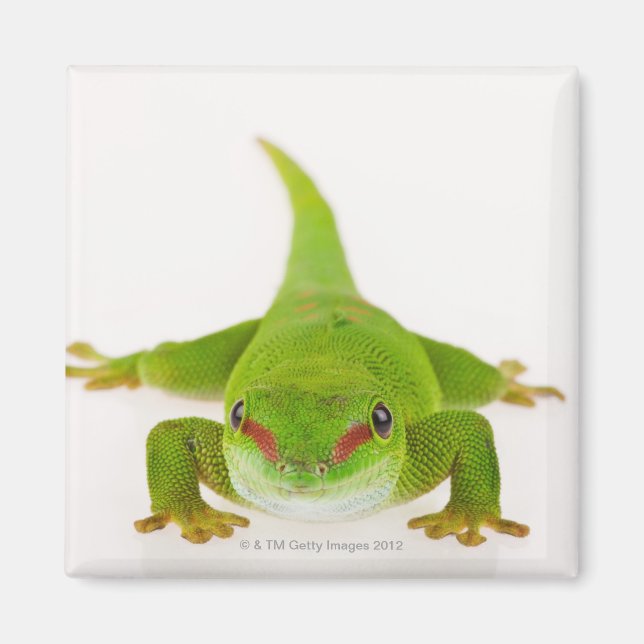Aimant Gecko de Madagascar (Phelsuma madagascariensis) (Devant)