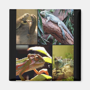 Aimant Gecko lézards et Chameleons
