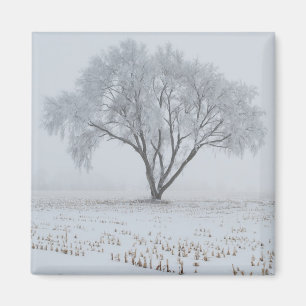 Aimant Gel sur un arbre solitaire