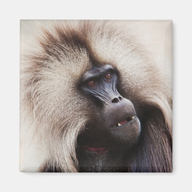 Aimant Gelada Baboon, Éthiopie (Devant)