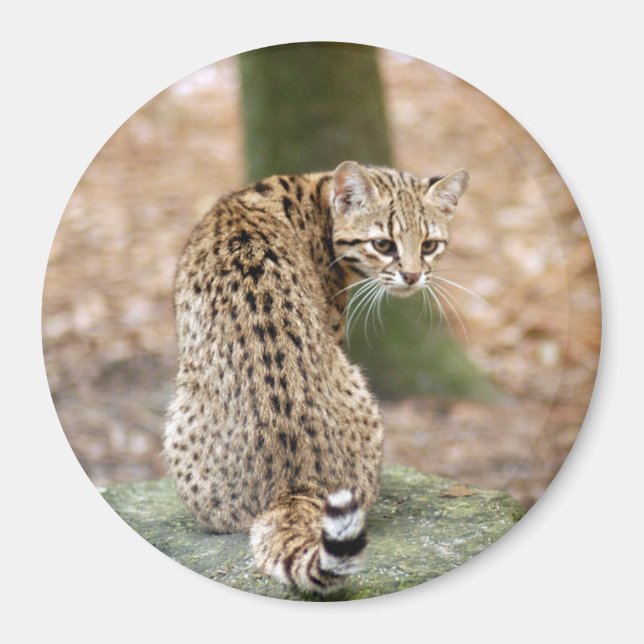 Aimant geoffroy-cat-004 (Devant)