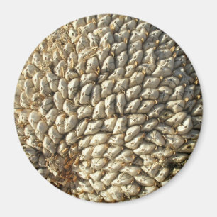 Aimant - Géométrie du tournesol