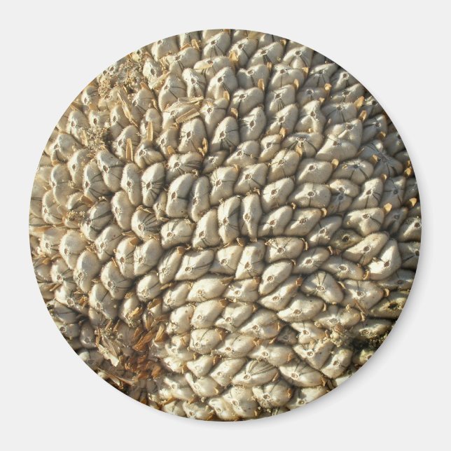 Aimant - Géométrie du tournesol (Devant)