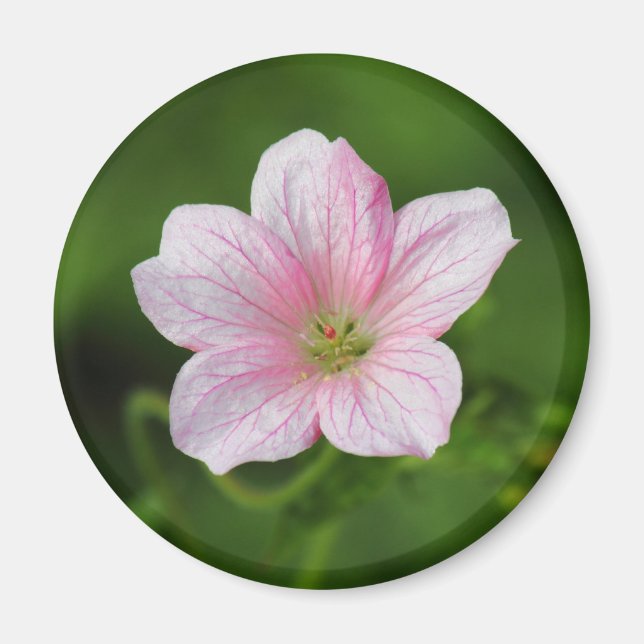 Aimant Géranium (Devant)