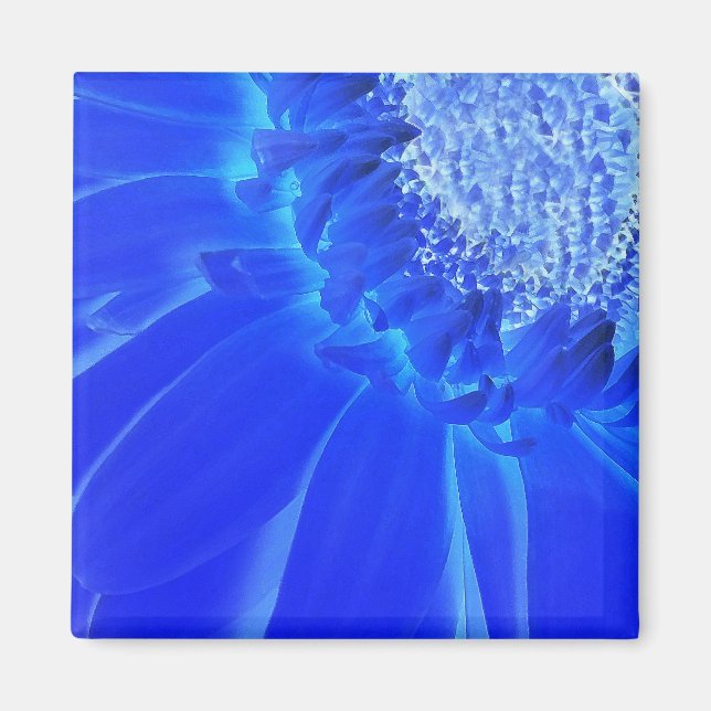 Aimant gerbera bleu électrique (Devant)
