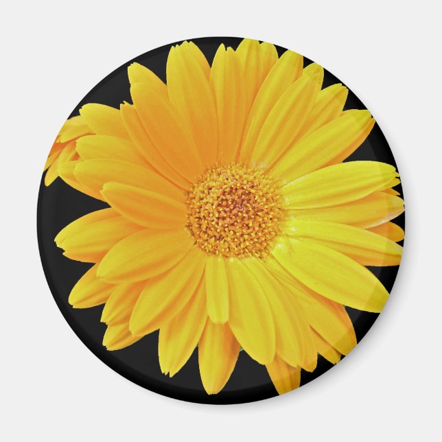 Aimant Gerbera Daisy (Gerbera hybrida) - Jaune (Devant)
