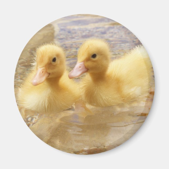 Aimant Getty Images | Fuzzy Yellow Ducklings (Devant)