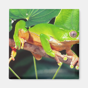Aimant Giant Bicolor Monkey Treefrog, Phyllomedusa