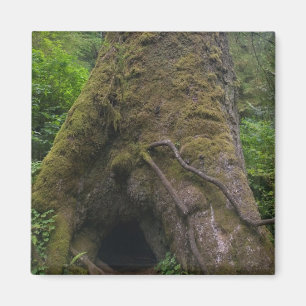 Aimant Giant Sprace Tree, Cape Perpetua, Oregon