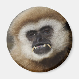 Aimant Gibbon