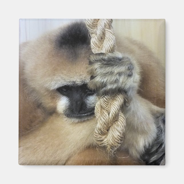 AIMANT GIBBON (Devant)