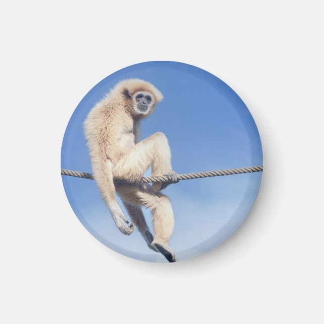 Aimant Gibbon Relaxé assis sur une corde au soleil (Devant)