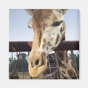 Aimant Girafe