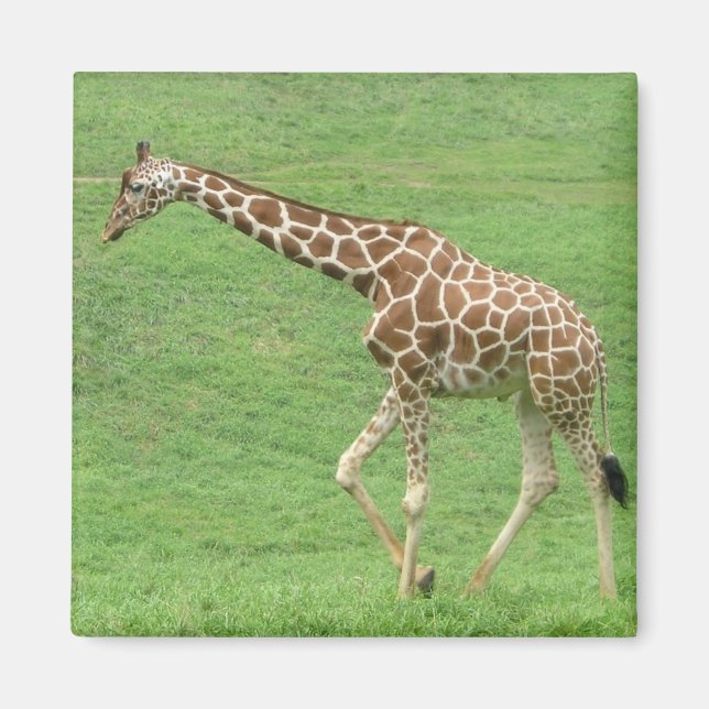 Aimant girafe (Devant)
