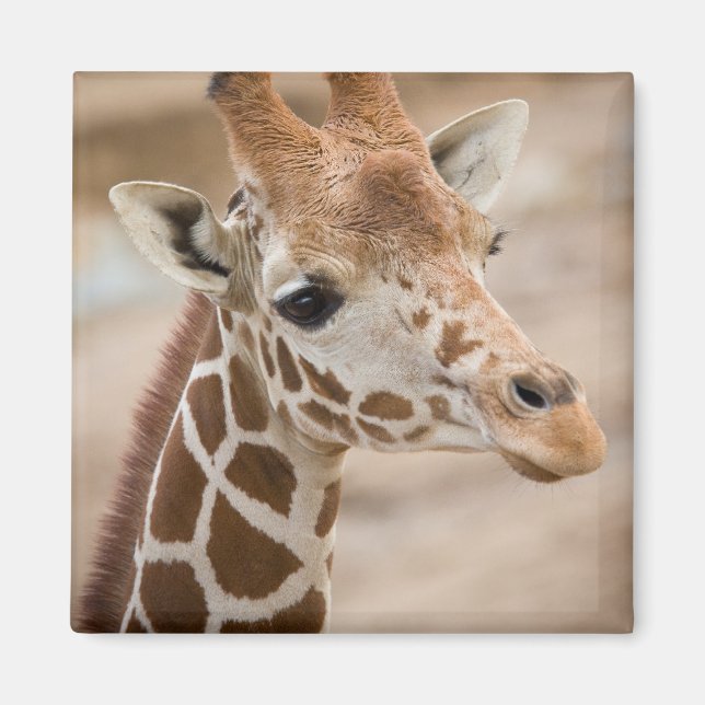 Aimant girafe (Devant)