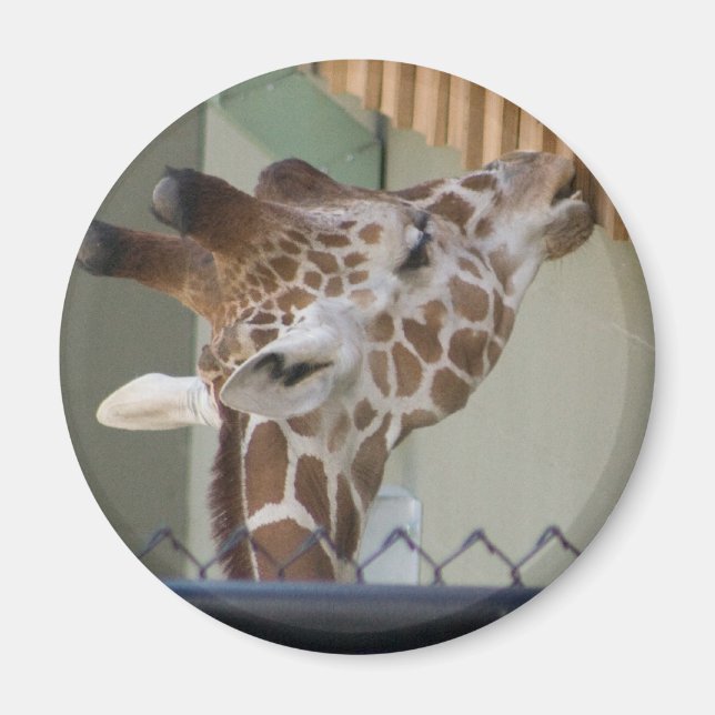 Aimant girafe (Devant)