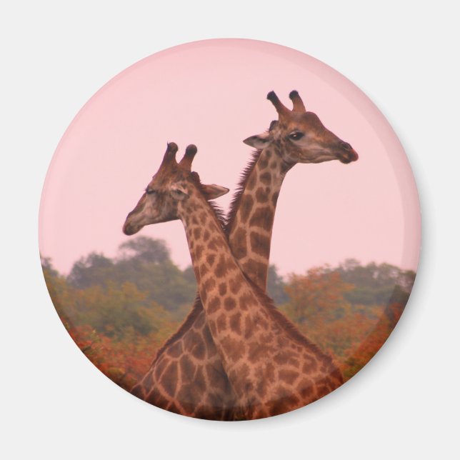 Aimant Girafe au ciel rose (Devant)