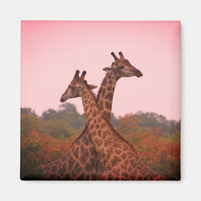 Aimant Girafe au ciel rose (Devant)