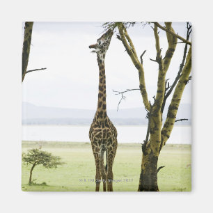 Aimant Girafe au Kenya, Afrique