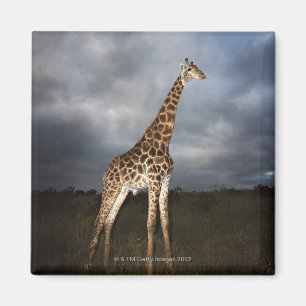 Aimant Girafe (camelopardalis de Giraffa)